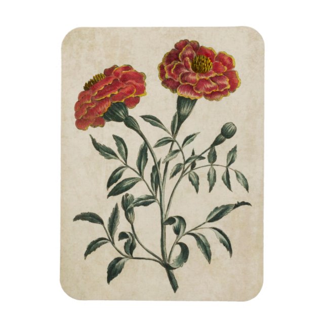 Vintage Botanical Floral French Marigold Magnet (Vertical)