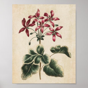 Vintage Botanical Floral Geranium Print