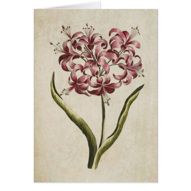 Vintage Botanical Floral Guernsey Lily (Front)