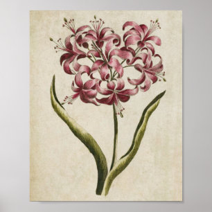 Vintage Botanical Floral Guernsey Lily Print