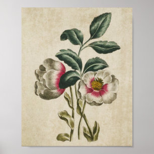Vintage Botanical Floral Hellebore Print