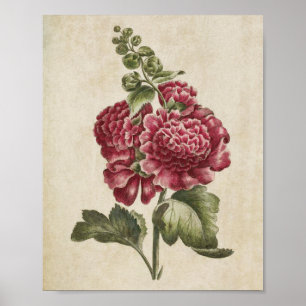 Vintage Botanical Floral Hollyhock Print