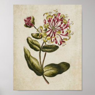 Vintage Botanical Floral Honeysuckle Print