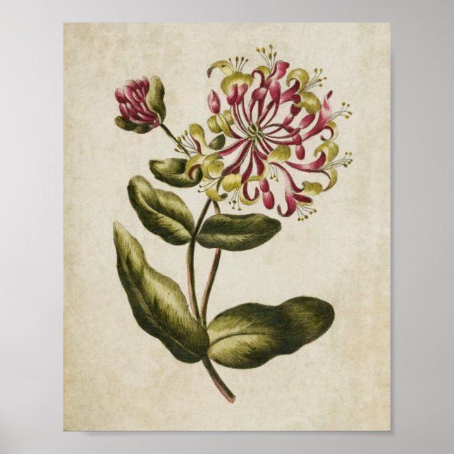 Vintage Botanical Floral Honeysuckle Print (Front)