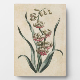 Vintage Botanical Floral Hyacinth Plaque