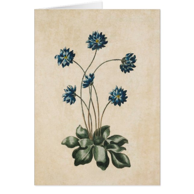 Vintage Botanical Floral Hypatica Illustration (Front)
