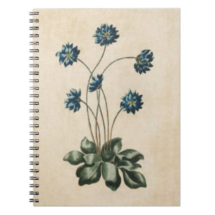 Vintage Botanical Floral Hypatica Illustration Notebook