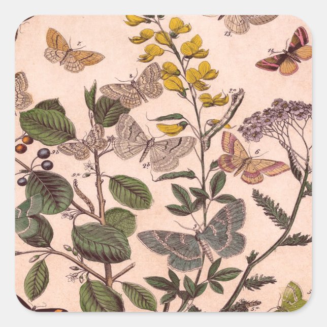 Vintage Botanical Floral Illustration Wildflowers Square Sticker (Front)