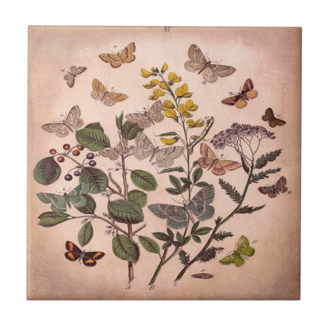 Vintage Botanical Floral Illustration Wildflowers Tile (Front)