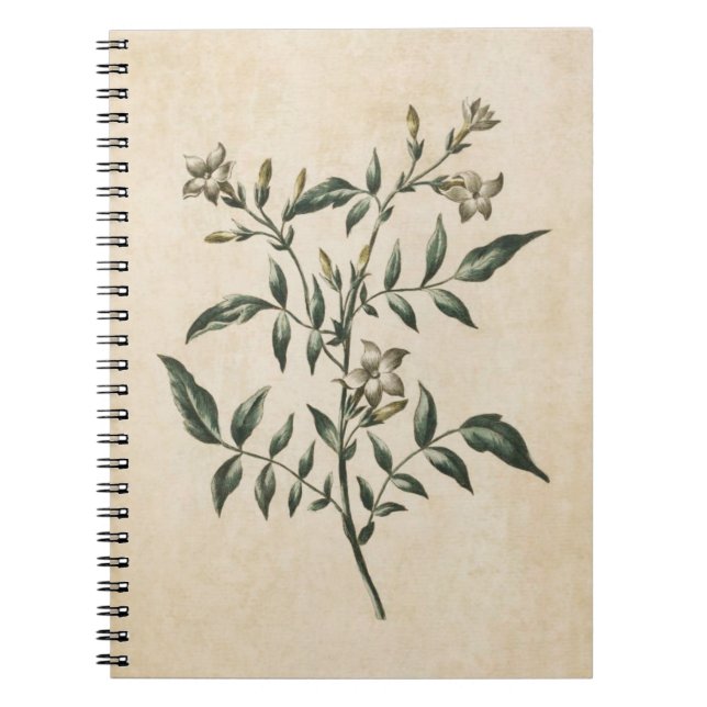 Vintage Botanical Floral Jasmine Illustration Notebook (Front)