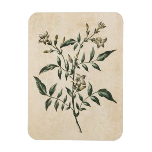 Vintage Botanical Floral Jasmine Magnet