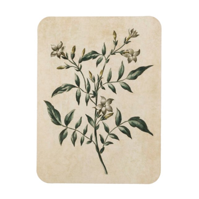 Vintage Botanical Floral Jasmine Magnet (Vertical)