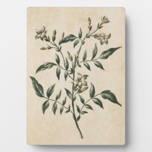 Vintage Botanical Floral Jasmine Plaque