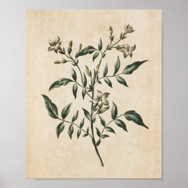 Vintage Botanical Floral Jasmine Print (Front)