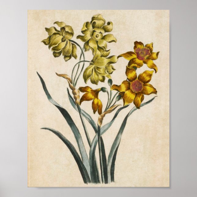 Vintage Botanical Floral Jonquil Print (Front)