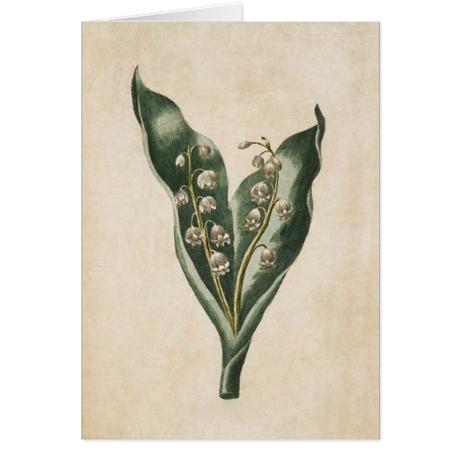 Vintage Botanical Floral Lily of the Valley (Front)