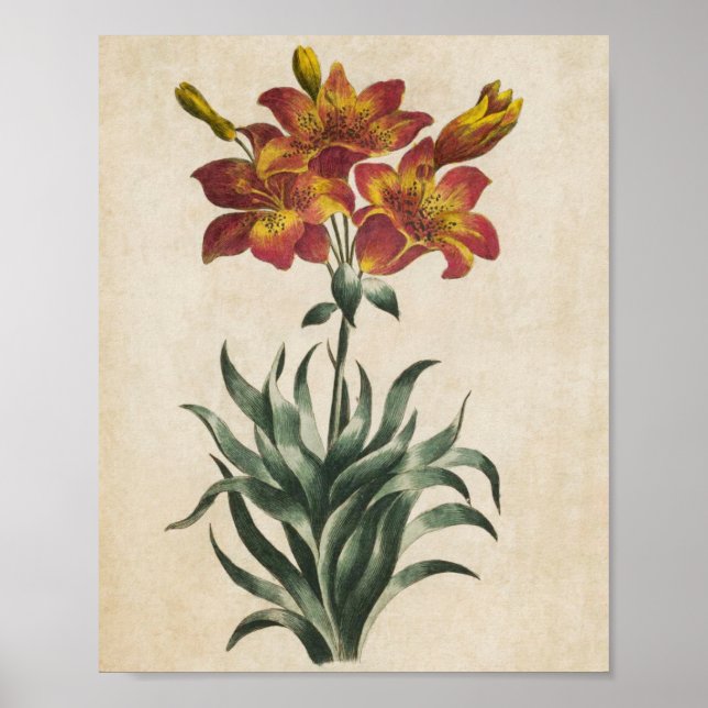 Vintage Botanical Floral Lily Print (Front)