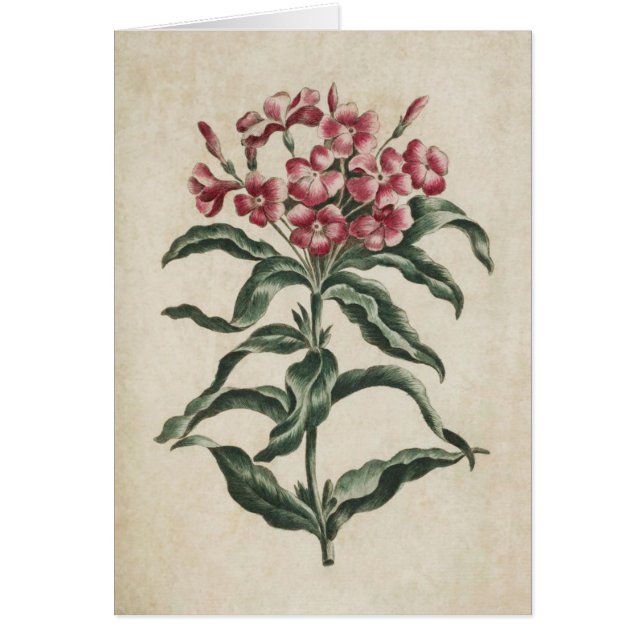 Vintage Botanical Floral Lychnidea Illustration (Front)
