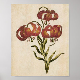 Vintage Botanical Floral Mountain Lily Print