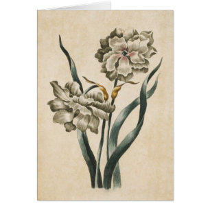 Vintage Botanical Floral Narcissus Illustration