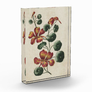 Vintage Botanical Floral Nasturtium Photo Block