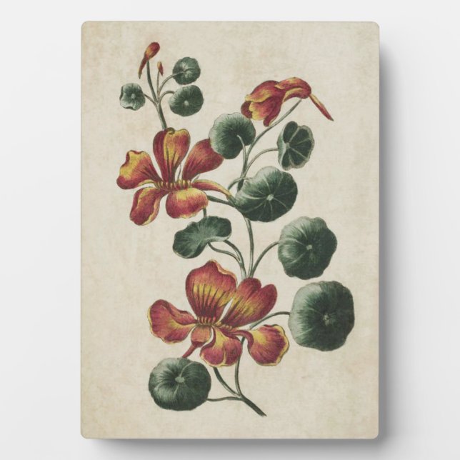 Vintage Botanical Floral Nasturtium Plaque (Front)