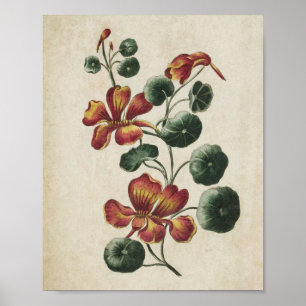 Vintage Botanical Floral Nasturtium Print