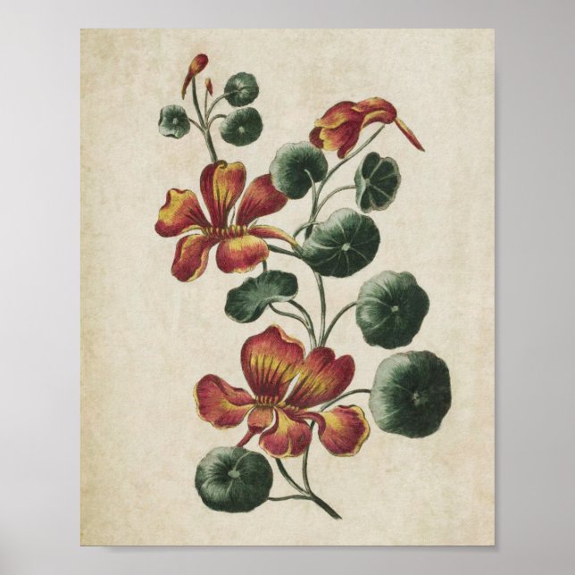 Vintage Botanical Floral Nasturtium Print (Front)