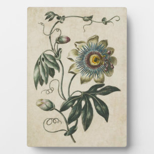 Vintage Botanical Floral Passion Flower Plaque