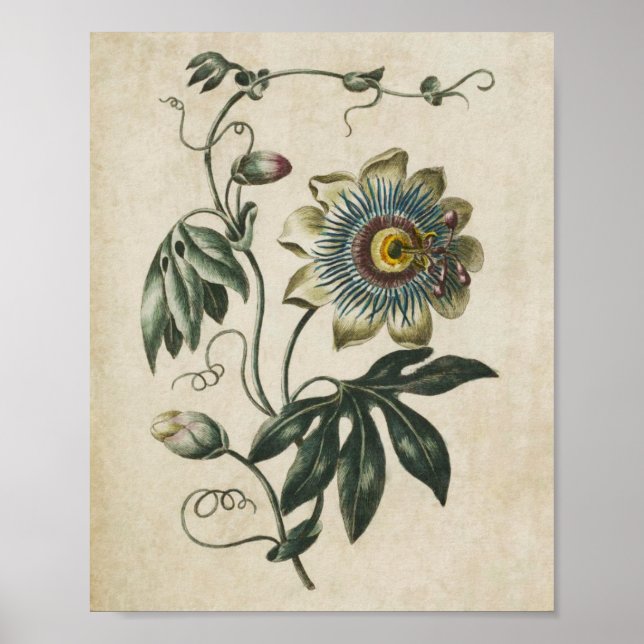 Vintage Botanical Floral Passion Flower Print (Front)