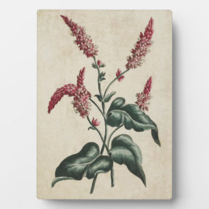 Vintage Botanical Floral Persicaria Plaque