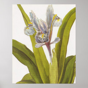 Vintage Botanical Floral Poster; Iris Poster
