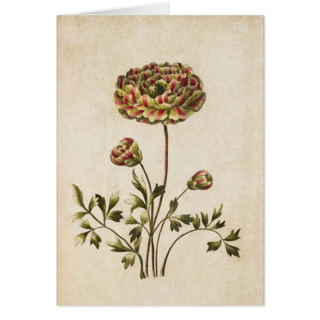 Vintage Botanical Floral Ranunculus Illustration (Front)
