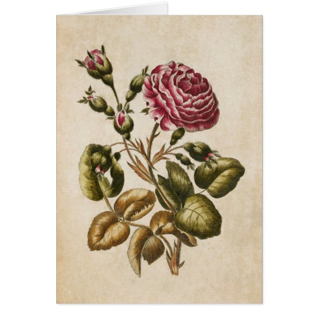 Vintage Botanical Floral Rose Illustration (Front)