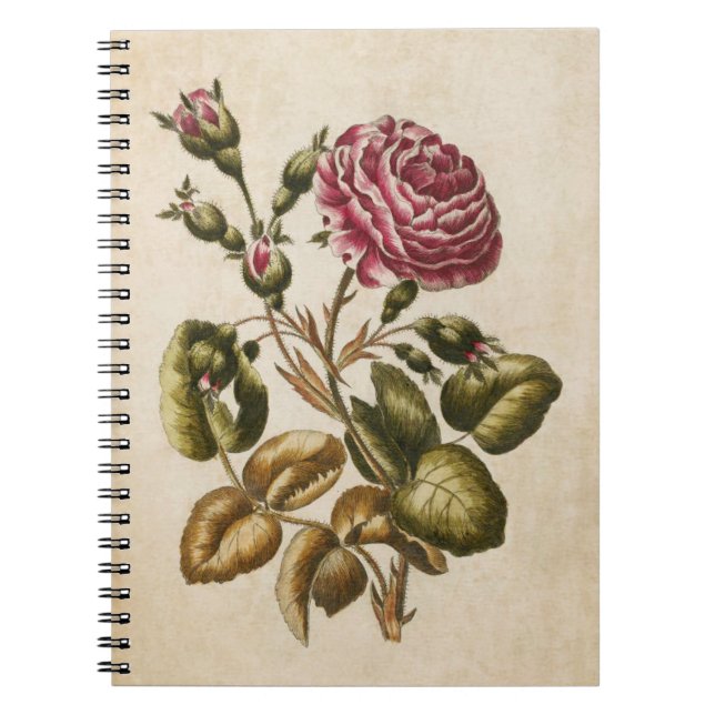 Vintage Botanical Floral Rose Illustration Notebook (Front)