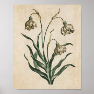 Vintage Botanical Floral Snowdrop Print
