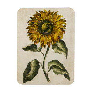 Vintage Botanical Floral Sunflower Magnet