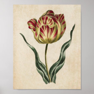 Vintage Botanical Floral Tulip Print