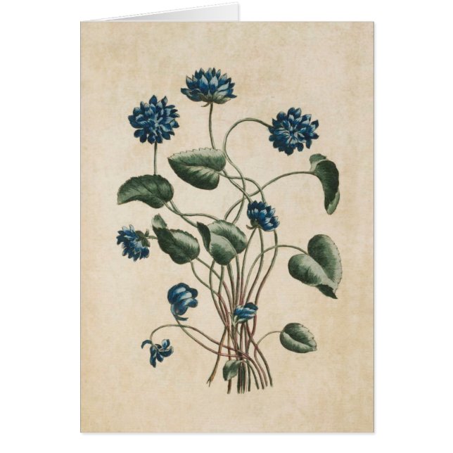 Vintage Botanical Floral Violets Illustration (Front)