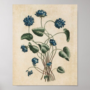 Vintage Botanical Floral Violets Print