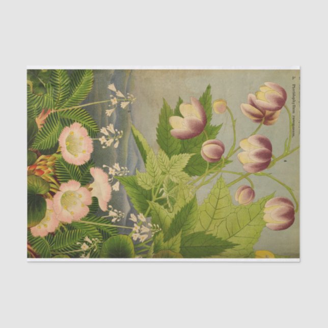 Vintage Botanical Flower Book Illustration Tissue Paper (Front)