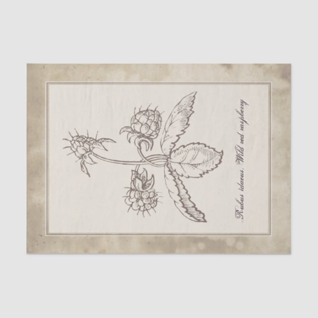 Vintage Botanical Flower Fruit Parchment Decoupage Tissue Paper (Front)