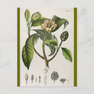 Vintage Botanical Flower Illustration Postcard