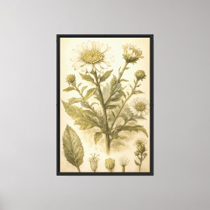 Vintage Botanical Flower Plate Illustration Canvas Print