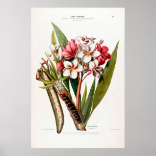 Vintage Botanical Frangipani Flore D Amerique Poster