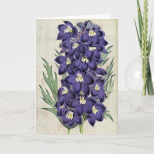 Vintage Botanical Fraser's Bee Larkspur Card