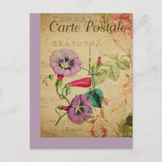 Vintage Botanical French Post Card Morning Glory