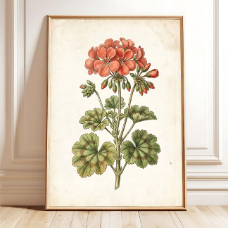 Vintage Botanical Geranium Home Decor