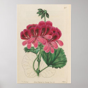 VINTAGE BOTANICAL GERANIUM  PRINT POSTER