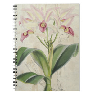Vintage Botanical Guatemalan Cattleya Notebook